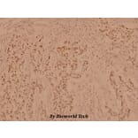 Anti-PBK (I4) Antibody from Bioworld Technology (BS1571) - Antibodies.com