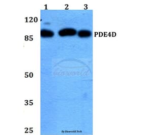 Anti-PDE4D (H47) Antibody from Bioworld Technology (BS1572) - Antibodies.com
