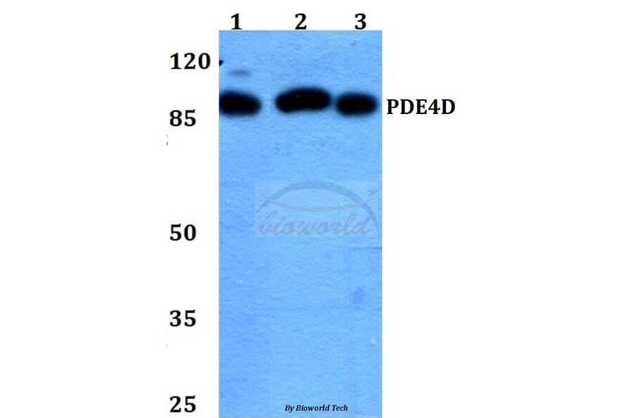 Anti-PDE4D (H47) Antibody from Bioworld Technology (BS1572) - Antibodies.com