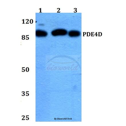 Anti-PDE4D (H47) Antibody from Bioworld Technology (BS1572) - Antibodies.com