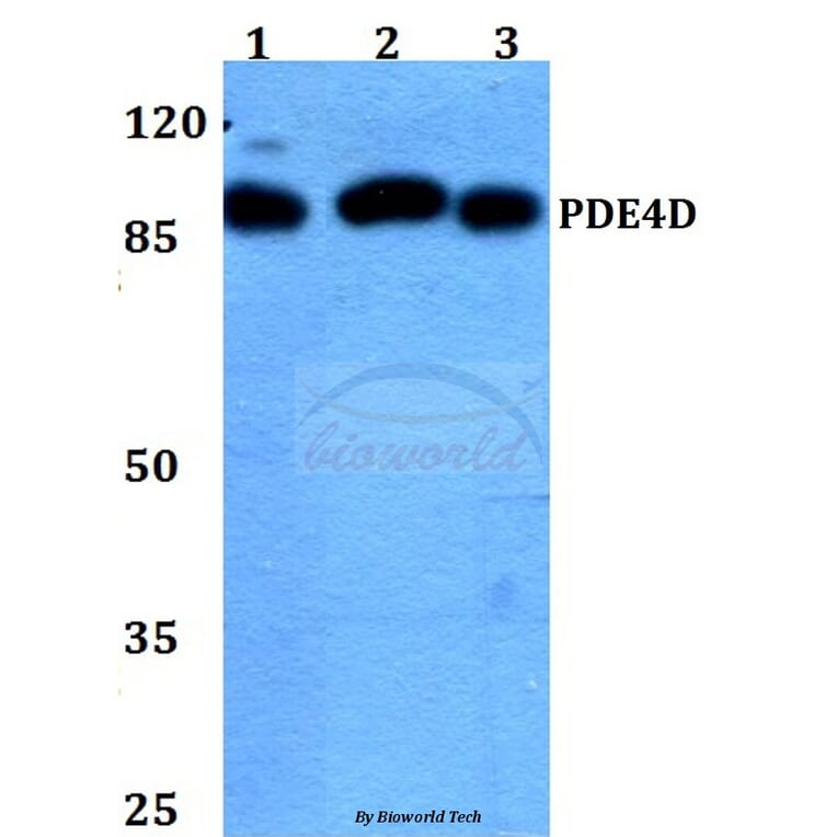 Anti-PDE4D (H47) Antibody from Bioworld Technology (BS1572) - Antibodies.com