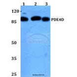 Anti-PDE4D (H47) Antibody from Bioworld Technology (BS1572) - Antibodies.com