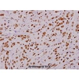 Anti-PDE4D (H47) Antibody from Bioworld Technology (BS1572) - Antibodies.com