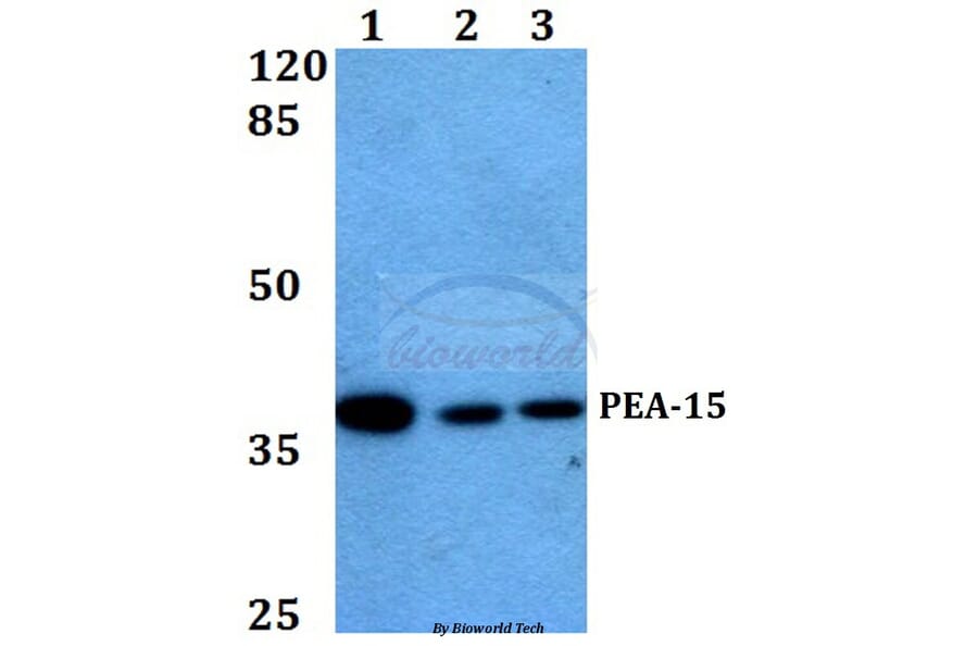 Anti-PEA-15 (D110) Antibody from Bioworld Technology (BS1573) - Antibodies.com