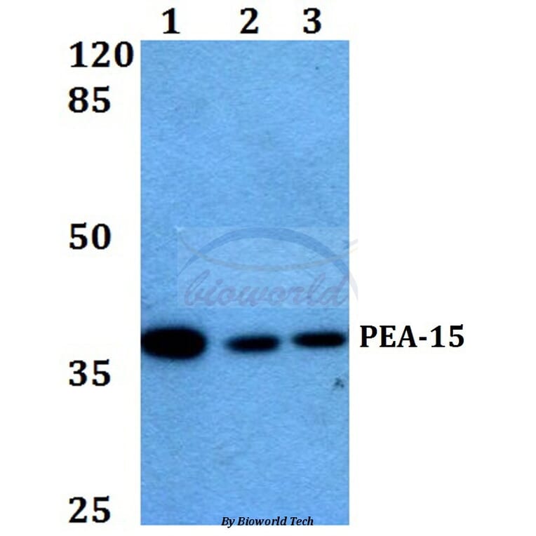 Anti-PEA-15 (D110) Antibody from Bioworld Technology (BS1573) - Antibodies.com