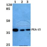 Anti-PEA-15 (D110) Antibody from Bioworld Technology (BS1573) - Antibodies.com