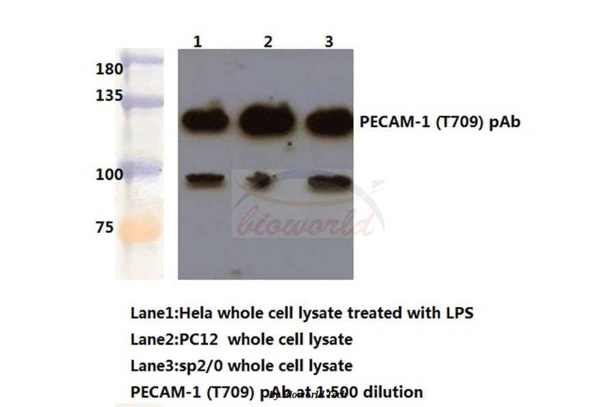 Anti-CD31/PECAM-1 (T709) Antibody from Bioworld Technology (BS1574) - Antibodies.com
