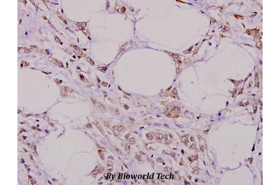 Anti-CD31/PECAM-1 (T709) Antibody from Bioworld Technology (BS1574) - Antibodies.com
