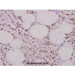 Anti-CD31/PECAM-1 (T709) Antibody from Bioworld Technology (BS1574) - Antibodies.com