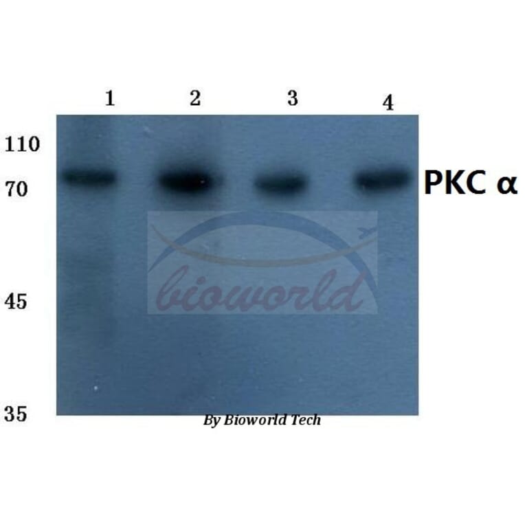 Anti-PKC α (G633) Antibody from Bioworld Technology (BS1577) - Antibodies.com