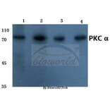 Anti-PKC α (G633) Antibody from Bioworld Technology (BS1577) - Antibodies.com
