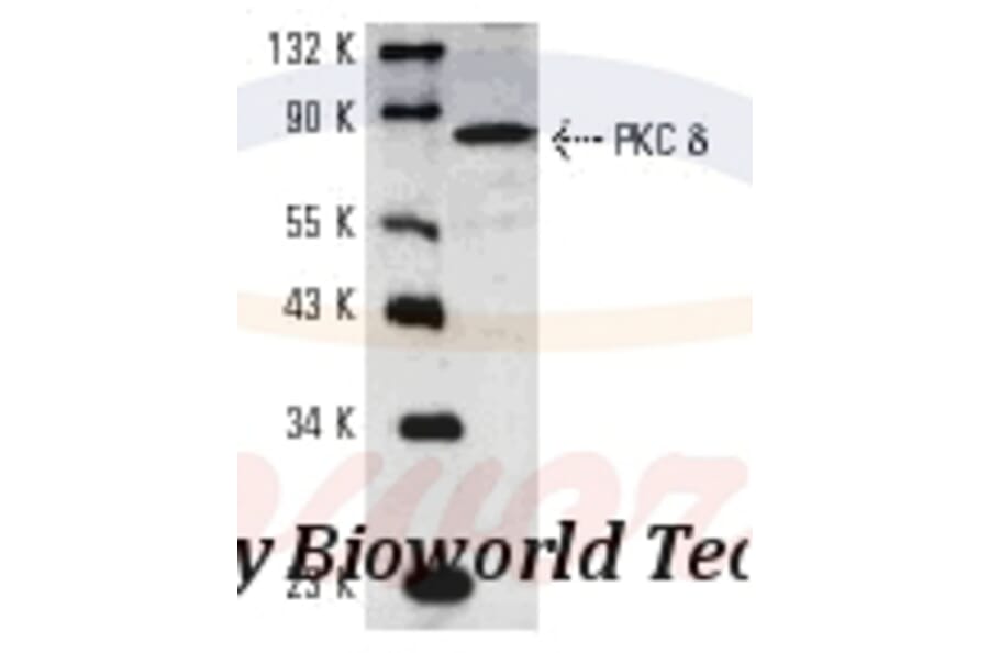 Anti-PKC δ (G499) Antibody from Bioworld Technology (BS1578) - Antibodies.com