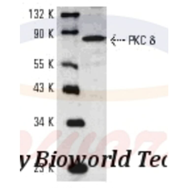 Anti-PKC δ (G499) Antibody from Bioworld Technology (BS1578) - Antibodies.com