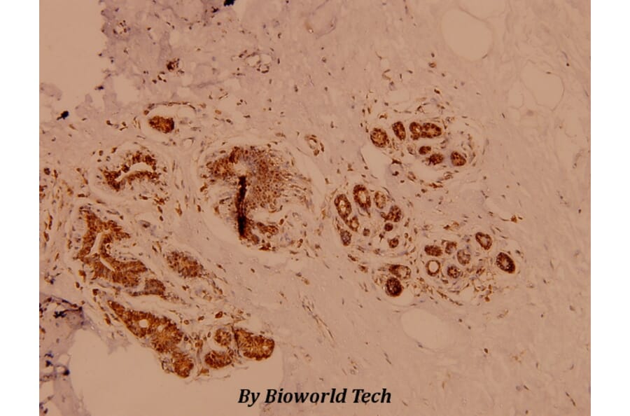 Anti-PKC δ (G499) Antibody from Bioworld Technology (BS1578) - Antibodies.com