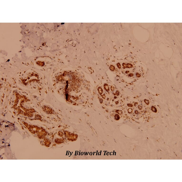 Anti-PKC δ (G499) Antibody from Bioworld Technology (BS1578) - Antibodies.com