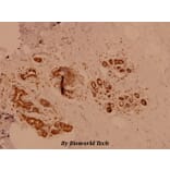 Anti-PKC δ (G499) Antibody from Bioworld Technology (BS1578) - Antibodies.com