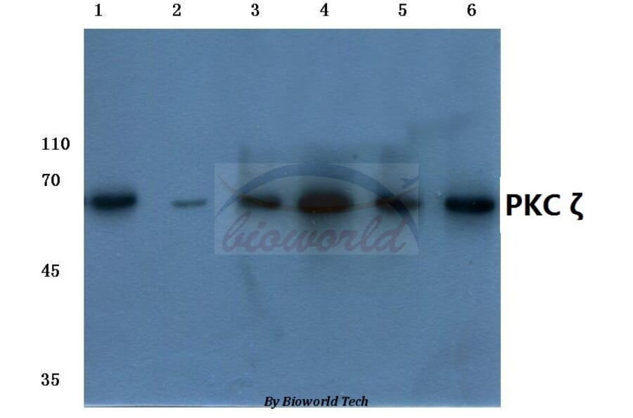 Anti-PKC ζ (P556) Antibody from Bioworld Technology (BS1579) - Antibodies.com