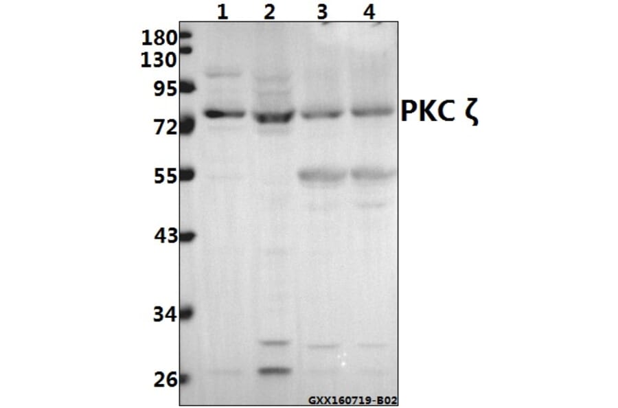 Anti-PKC ζ (P556) Antibody from Bioworld Technology (BS1579) - Antibodies.com