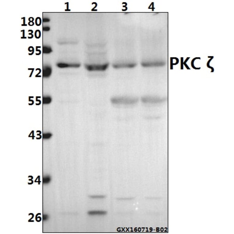 Anti-PKC ζ (P556) Antibody from Bioworld Technology (BS1579) - Antibodies.com