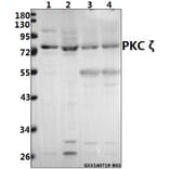 Anti-PKC ζ (P556) Antibody from Bioworld Technology (BS1579) - Antibodies.com