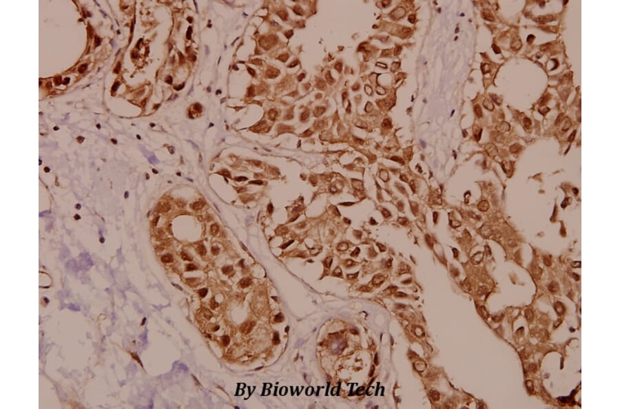 Anti-PKC ζ (P556) Antibody from Bioworld Technology (BS1579) - Antibodies.com