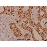 Anti-PKC ζ (P556) Antibody from Bioworld Technology (BS1579) - Antibodies.com