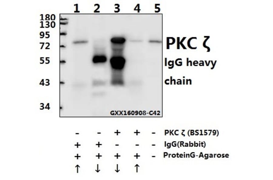 Anti-PKC ζ (P556) Antibody from Bioworld Technology (BS1579) - Antibodies.com