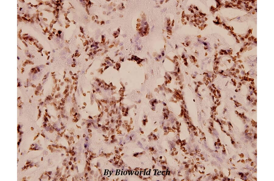 Anti-PKC-pan (T495) Antibody from Bioworld Technology (BS1580) - Antibodies.com