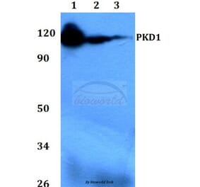 Anti-PKD1 (G459) Antibody from Bioworld Technology (BS1581) - Antibodies.com