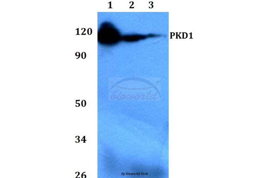 Anti-PKD1 (G459) Antibody from Bioworld Technology (BS1581) - Antibodies.com