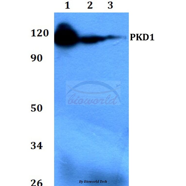 Anti-PKD1 (G459) Antibody from Bioworld Technology (BS1581) - Antibodies.com