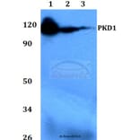 Anti-PKD1 (G459) Antibody from Bioworld Technology (BS1581) - Antibodies.com