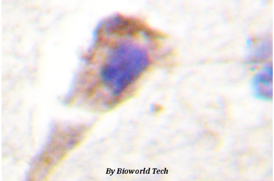 Anti-PKD1 (G459) Antibody from Bioworld Technology (BS1581) - Antibodies.com