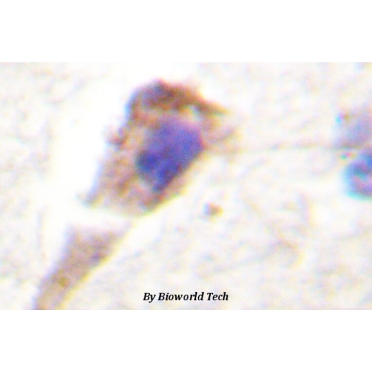 Anti-PKD1 (G459) Antibody from Bioworld Technology (BS1581) - Antibodies.com