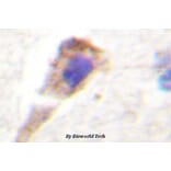 Anti-PKD1 (G459) Antibody from Bioworld Technology (BS1581) - Antibodies.com