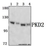 Anti-PKD2 (A872) Antibody from Bioworld Technology (BS1584) - Antibodies.com