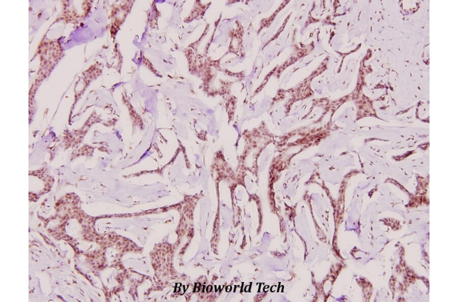 Anti-PP2A-α (T301) Antibody from Bioworld Technology (BS1586) - Antibodies.com
