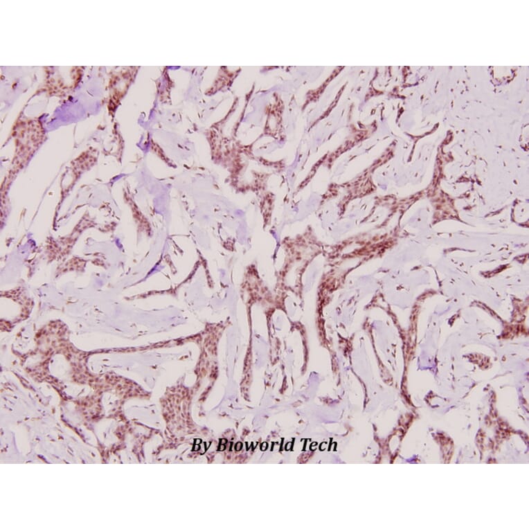 Anti-PP2A-α (T301) Antibody from Bioworld Technology (BS1586) - Antibodies.com