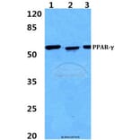 Anti-PPAR-γ (I106) Antibody from Bioworld Technology (BS1587) - Antibodies.com