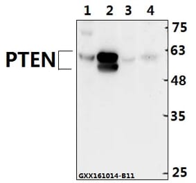 Anti-PTEN (Y379) Antibody from Bioworld Technology (BS1588) - Antibodies.com