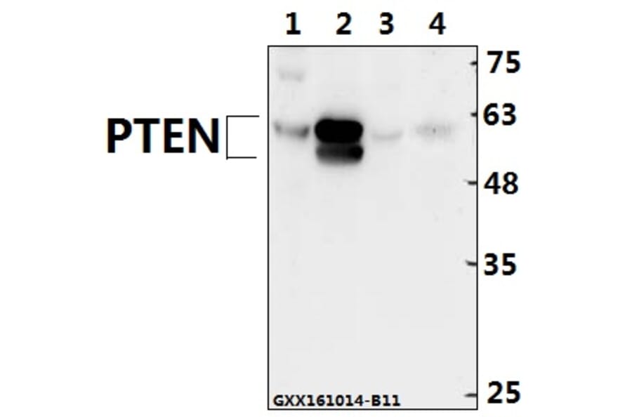 Anti-PTEN (Y379) Antibody from Bioworld Technology (BS1588) - Antibodies.com