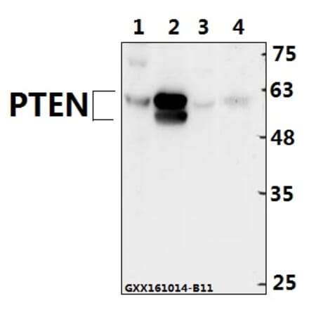 Anti-PTEN (Y379) Antibody from Bioworld Technology (BS1588) - Antibodies.com