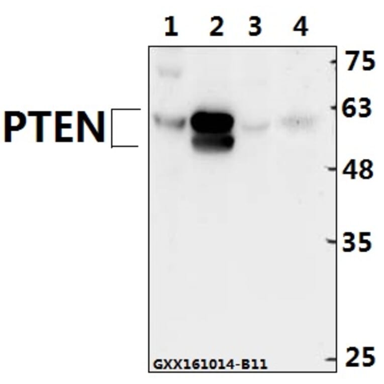 Anti-PTEN (Y379) Antibody from Bioworld Technology (BS1588) - Antibodies.com