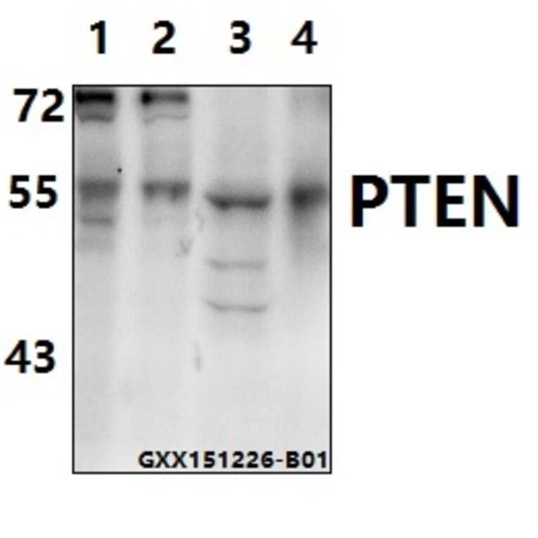 Anti-PTEN (Y379) Antibody from Bioworld Technology (BS1588) - Antibodies.com