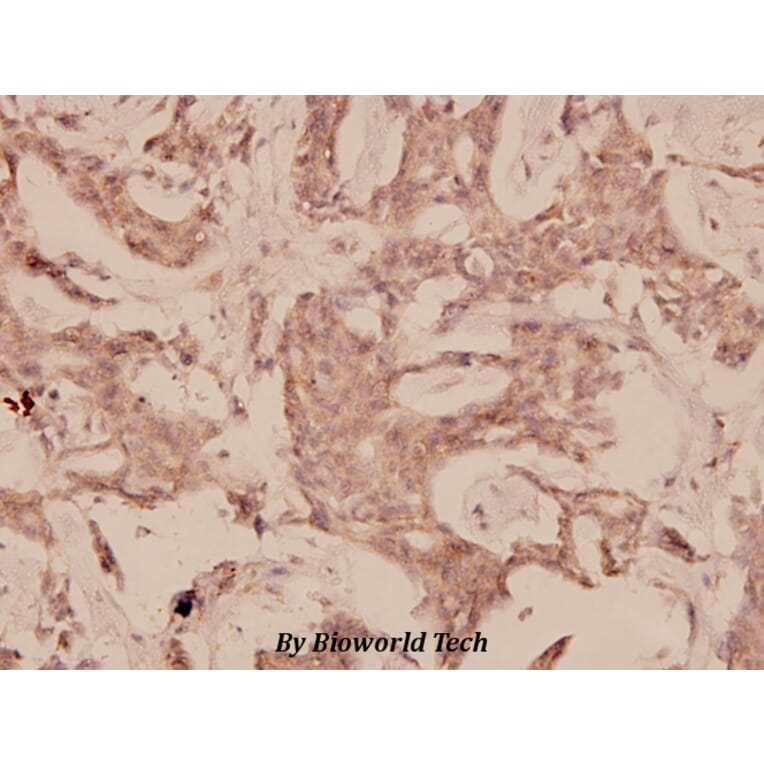 Anti-PTEN (Y379) Antibody from Bioworld Technology (BS1588) - Antibodies.com