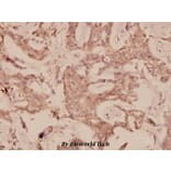 Anti-PTEN (Y379) Antibody from Bioworld Technology (BS1588) - Antibodies.com