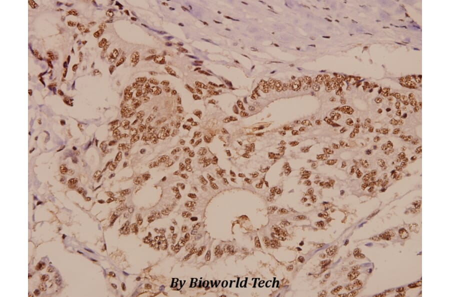 Anti-PTP1B (Y46) Antibody from Bioworld Technology (BS1589) - Antibodies.com