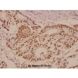 Anti-PTP1B (Y46) Antibody from Bioworld Technology (BS1589) - Antibodies.com