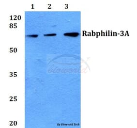 Anti-Rabphilin-3A (P231) Antibody from Bioworld Technology (BS1590) - Antibodies.com