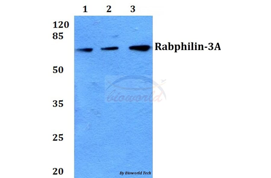 Anti-Rabphilin-3A (P231) Antibody from Bioworld Technology (BS1590) - Antibodies.com
